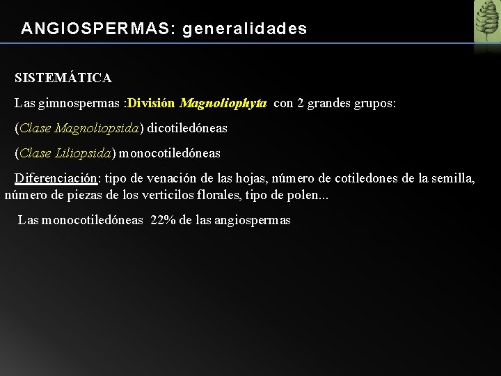 ANGIOSPERMAS: generalidades SISTEMÁTICA Las gimnospermas : División Magnoliophyta con 2 grandes grupos: (Clase Magnoliopsida)