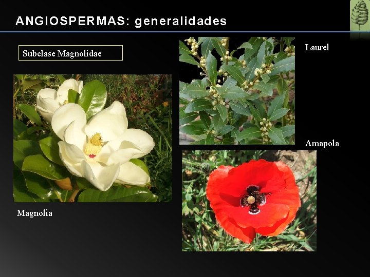 ANGIOSPERMAS: generalidades Subclase Magnolidae Laurel Amapola Magnolia 