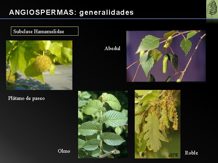 ANGIOSPERMAS: generalidades Subclase Hamamelidae Abedul Plátano de paseo Olmo Roble 