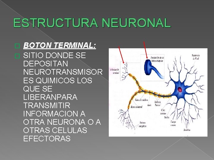 ESTRUCTURA NEURONAL BOTON TERMINAL: � SITIO DONDE SE DEPOSITAN NEUROTRANSMISOR ES QUIMICOS LOS QUE