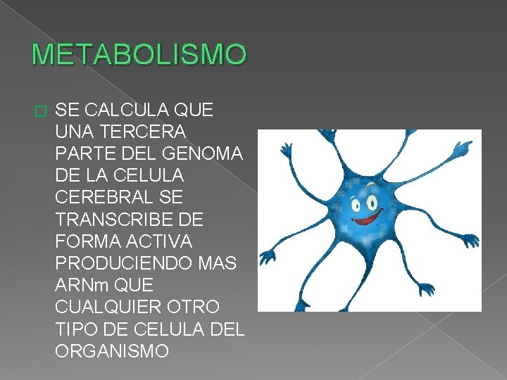 METABOLISMO � SE CALCULA QUE UNA TERCERA PARTE DEL GENOMA DE LA CELULA CEREBRAL