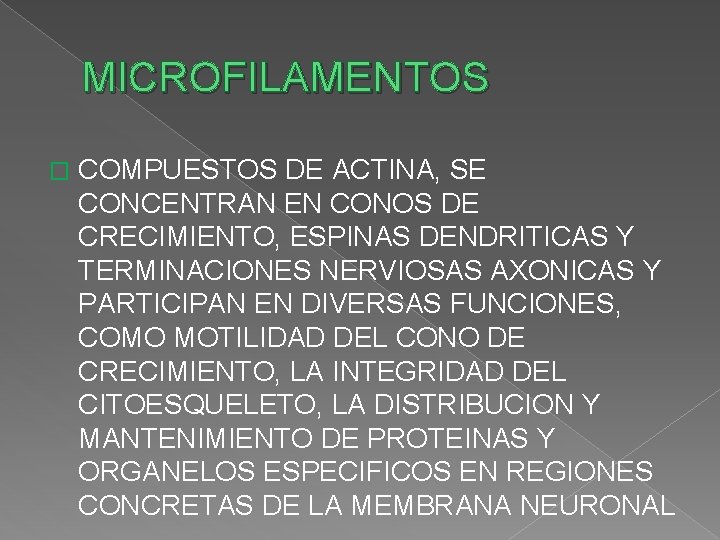 MICROFILAMENTOS � COMPUESTOS DE ACTINA, SE CONCENTRAN EN CONOS DE CRECIMIENTO, ESPINAS DENDRITICAS Y