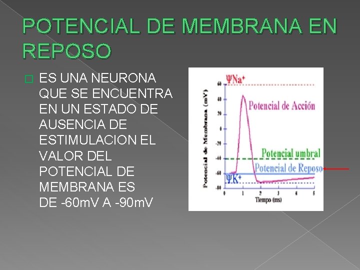 POTENCIAL DE MEMBRANA EN REPOSO � ES UNA NEURONA QUE SE ENCUENTRA EN UN