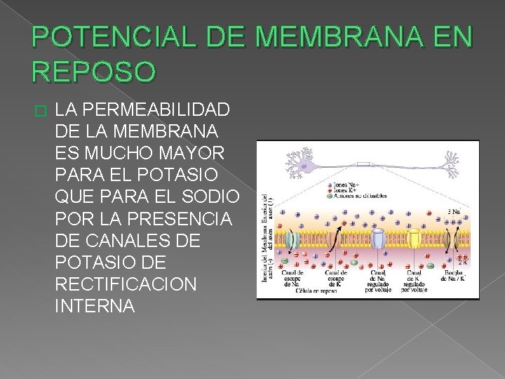 POTENCIAL DE MEMBRANA EN REPOSO � LA PERMEABILIDAD DE LA MEMBRANA ES MUCHO MAYOR