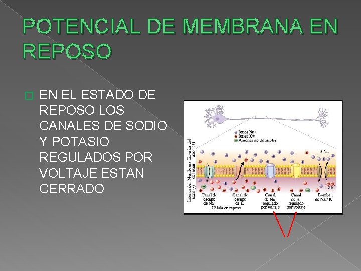 POTENCIAL DE MEMBRANA EN REPOSO � EN EL ESTADO DE REPOSO LOS CANALES DE