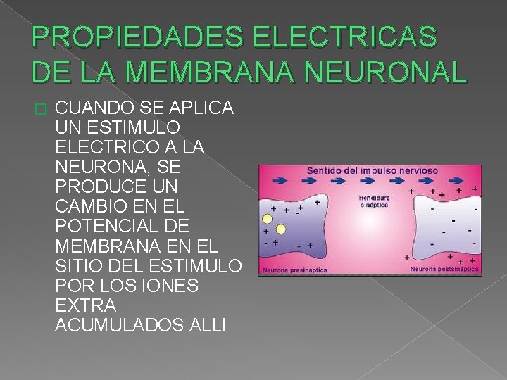 PROPIEDADES ELECTRICAS DE LA MEMBRANA NEURONAL � CUANDO SE APLICA UN ESTIMULO ELECTRICO A