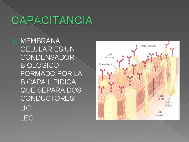 CAPACITANCIA MEMBRANA CELULAR ES UN CONDENSADOR BIOLOGICO FORMADO POR LA BICAPA LIPIDICA QUE SEPARA