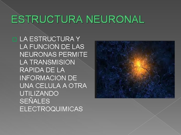 ESTRUCTURA NEURONAL � LA ESTRUCTURA Y LA FUNCION DE LAS NEURONAS PERMITE LA TRANSMISION