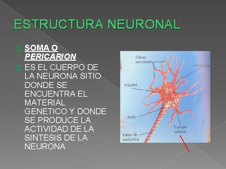 ESTRUCTURA NEURONAL SOMA O PERICARION � ES EL CUERPO DE LA NEURONA SITIO DONDE