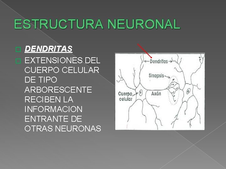 ESTRUCTURA NEURONAL DENDRITAS � EXTENSIONES DEL CUERPO CELULAR DE TIPO ARBORESCENTE RECIBEN LA INFORMACION