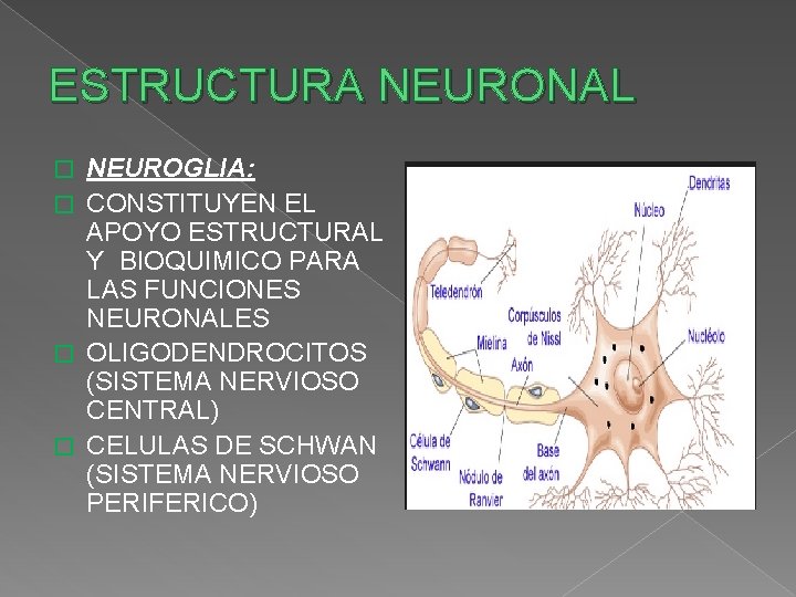 ESTRUCTURA NEURONAL NEUROGLIA: � CONSTITUYEN EL APOYO ESTRUCTURAL Y BIOQUIMICO PARA LAS FUNCIONES NEURONALES