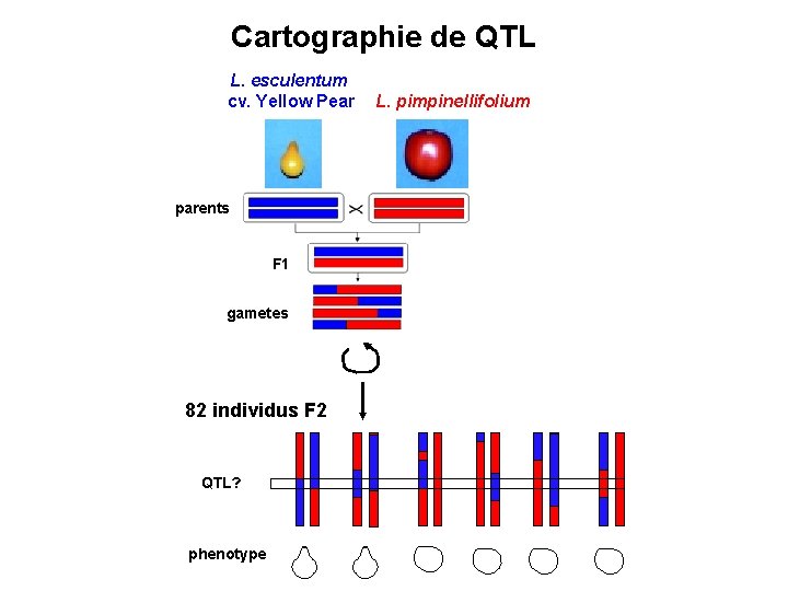 Cartographie de QTL L. esculentum cv. Yellow Pear parents F 1 gametes 82 individus