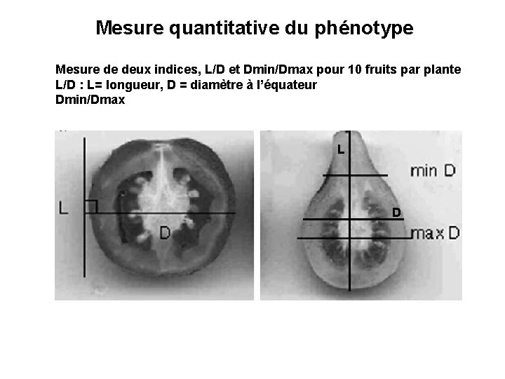 Mesure quantitative du phénotype Mesure de deux indices, L/D et Dmin/Dmax pour 10 fruits