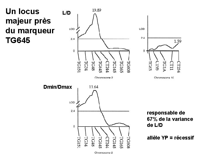 Un locus majeur près du marqueur TG 645 L/D Dmin/Dmax responsable de 67% de