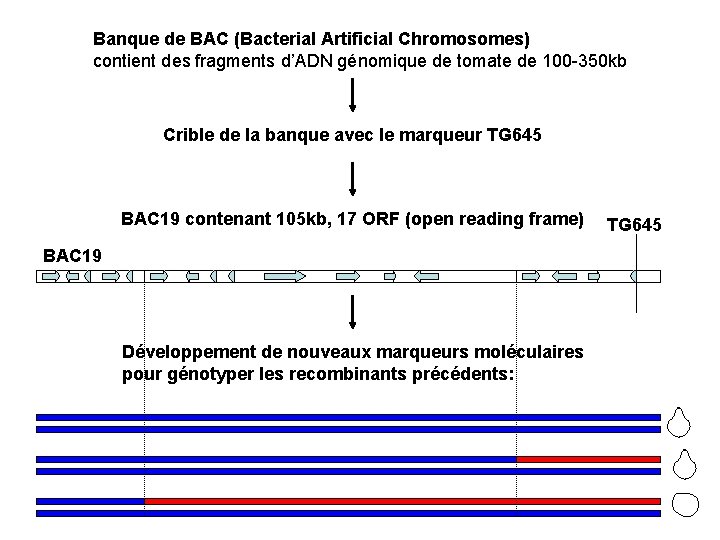 Banque de BAC (Bacterial Artificial Chromosomes) contient des fragments d’ADN génomique de tomate de