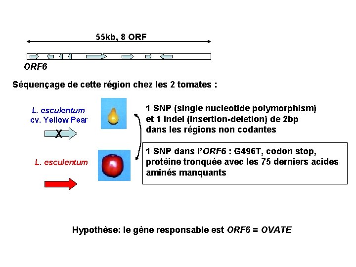 55 kb, 8 ORF 6 Séquençage de cette région chez les 2 tomates :