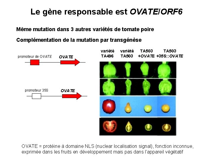 Le gène responsable est OVATE/ORF 6 Même mutation dans 3 autres variétés de tomate