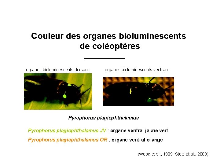 Couleur des organes bioluminescents de coléoptères organes bioluminescents dorsaux organes bioluminescents ventraux Pyrophorus plagiophthalamus