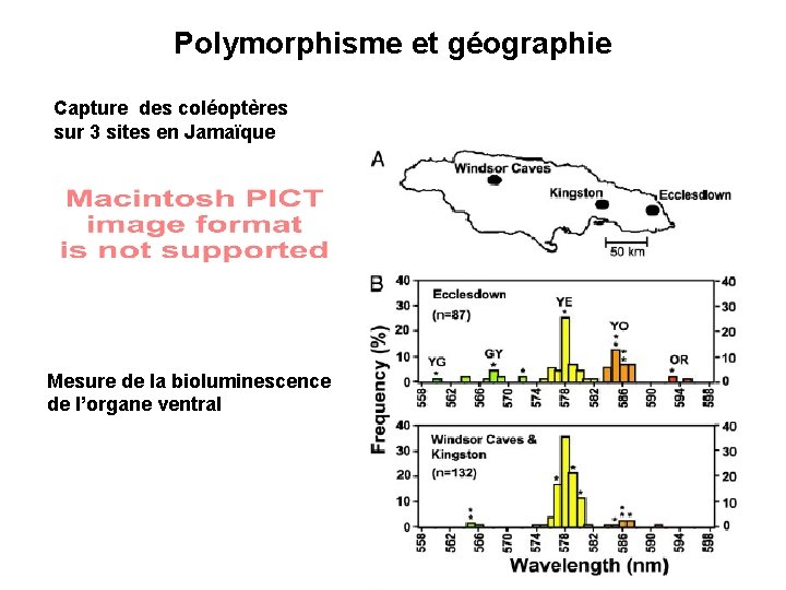 Polymorphisme et géographie Capture des coléoptères sur 3 sites en Jamaïque Mesure de la