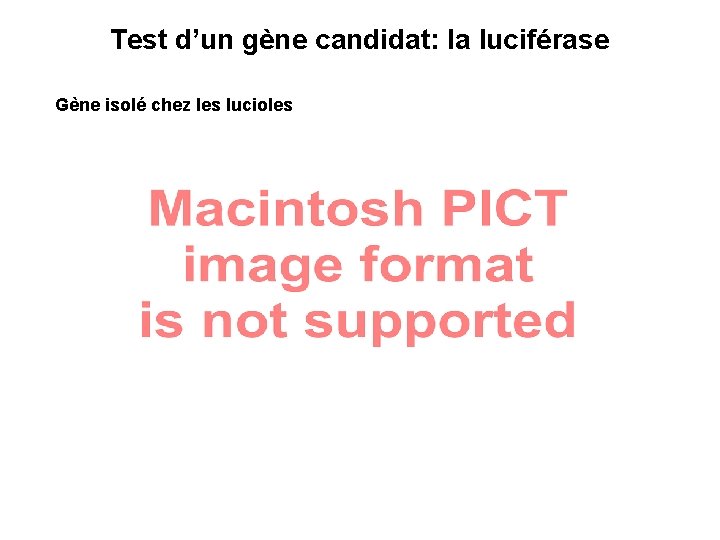 Test d’un gène candidat: la luciférase Gène isolé chez les lucioles 