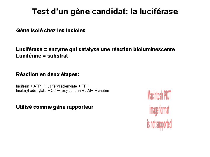 Test d’un gène candidat: la luciférase Gène isolé chez les lucioles Luciférase = enzyme