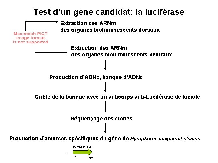 Test d’un gène candidat: la luciférase Extraction des ARNm des organes bioluminescents dorsaux Extraction