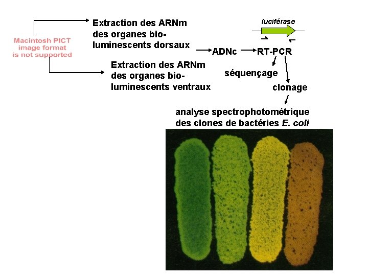 Extraction des ARNm des organes bioluminescents dorsaux Extraction des ARNm des organes bioluminescents ventraux