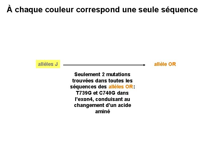 À chaque couleur correspond une seule séquence allèles J allèle OR Seulement 2 mutations