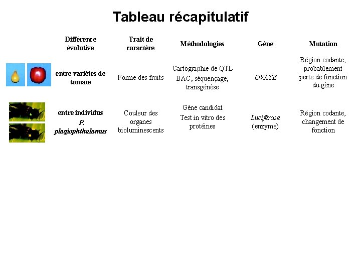 Tableau récapitulatif Différence évolutive Trait de caractère entre variétés de tomate Forme des fruits