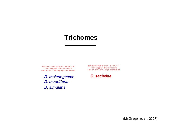 Trichomes D. melanogaster D. mauritiana D. simulans D. sechellia (Mc. Gregor et al. ,