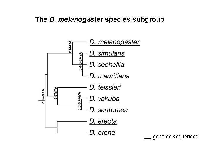The D. melanogaster species subgroup D. melanogaster D. mauritiana D. simulans D. sechellia D.
