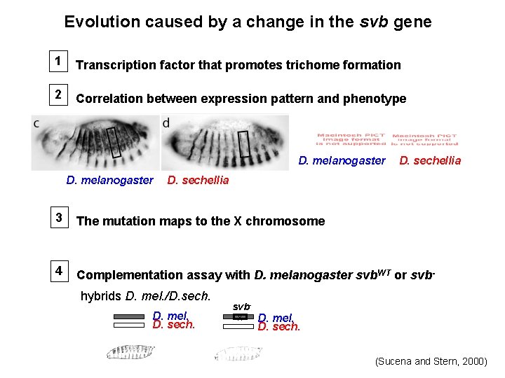 Evolution caused by a change in the svb gene 1 Transcription factor that promotes