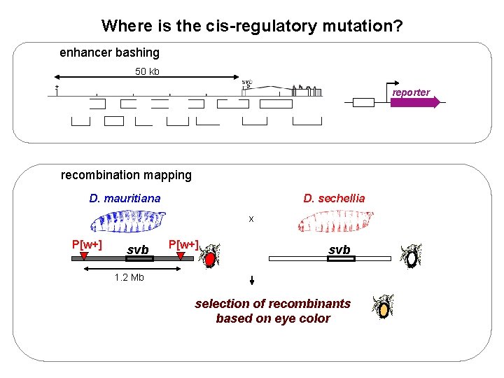 Where is the cis-regulatory mutation? enhancer bashing 50 kb reporter recombination mapping D. mauritiana