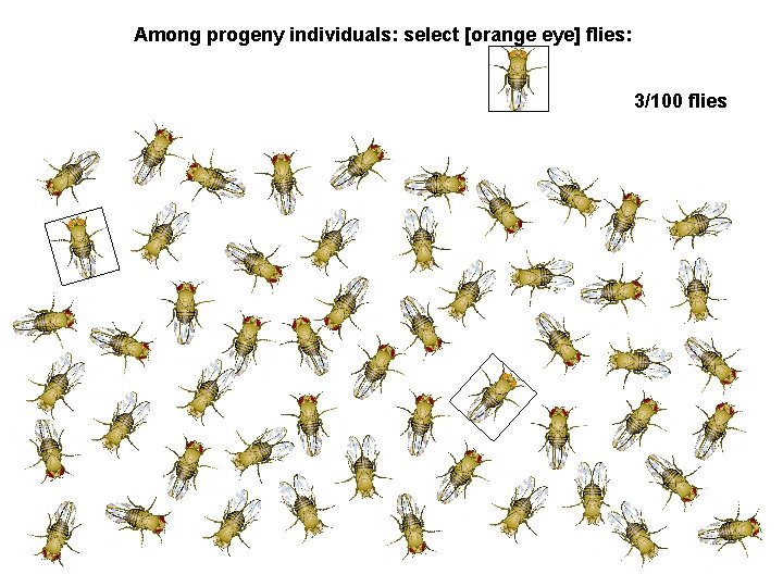 Among progeny individuals: select [orange eye] flies: 3/100 flies 