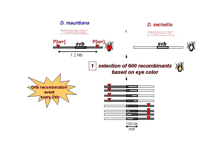 D. mauritiana D. sechellia x P[w+] svb 1. 2 Mb 1 selection of 600