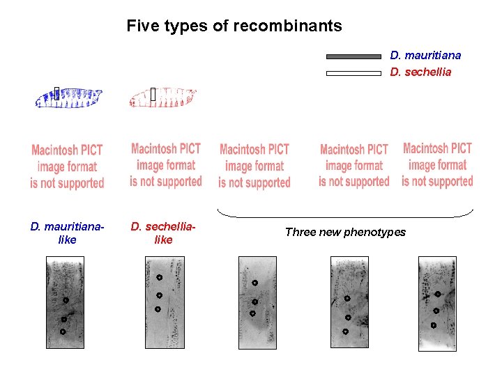 Five types of recombinants D. mauritiana D. sechellia D. mauritianalike D. sechellialike Three new