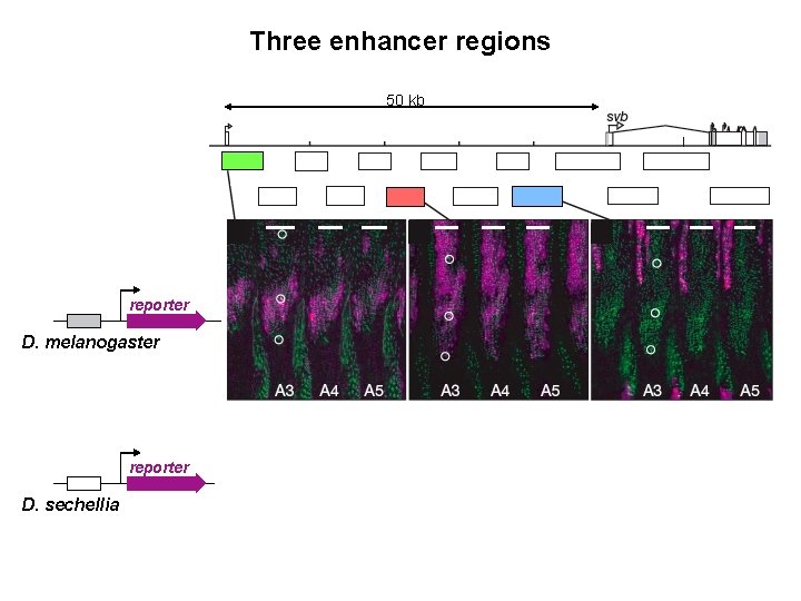 Three enhancer regions 50 kb reporter D. melanogaster reporter D. sechellia 