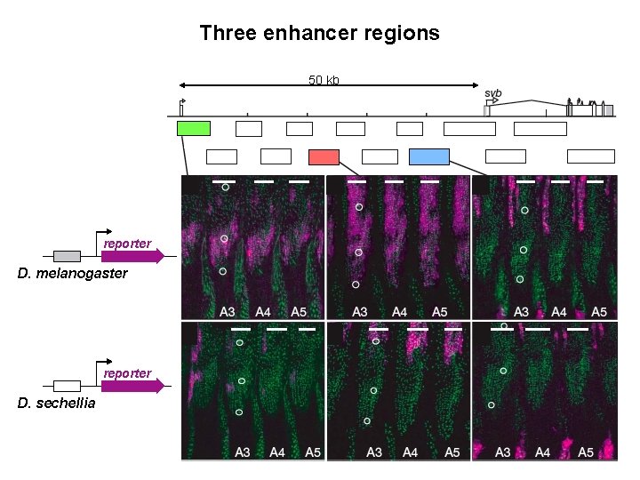 Three enhancer regions 50 kb reporter D. melanogaster reporter D. sechellia 