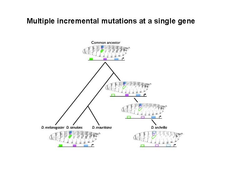 Multiple incremental mutations at a single gene 