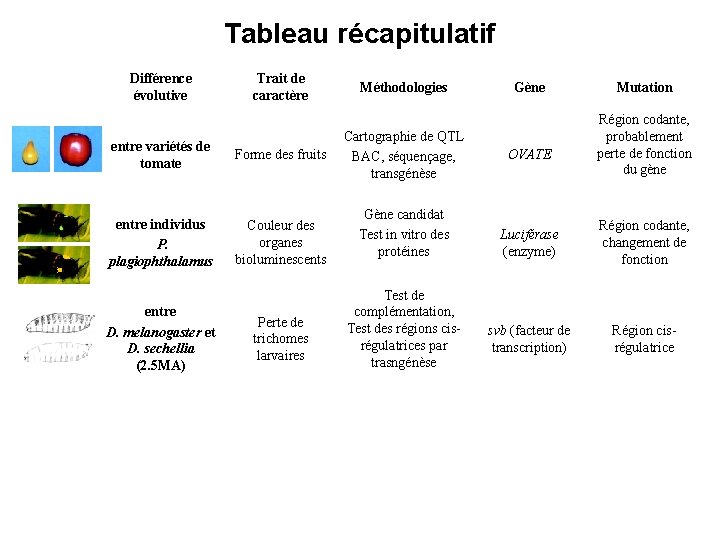 Tableau récapitulatif Différence évolutive Trait de caractère entre variétés de tomate Forme des fruits