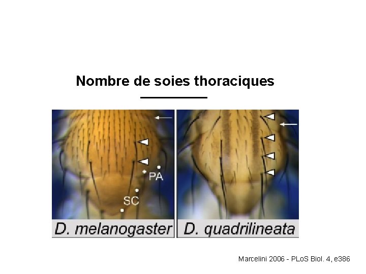 Nombre de soies thoraciques Marcelini 2006 - PLo. S Biol. 4, e 386 