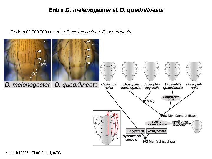 Entre D. melanogaster et D. quadrilineata Environ 60 000 ans entre D. melanogaster et