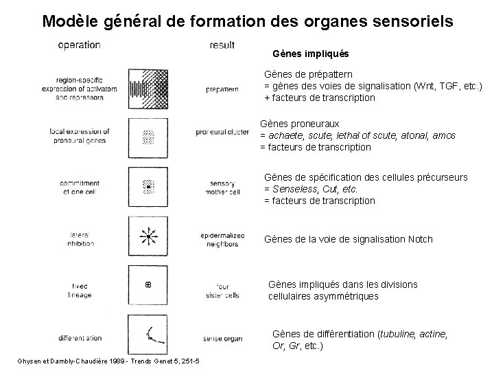 Modèle général de formation des organes sensoriels Gènes impliqués Gènes de prépattern = gènes