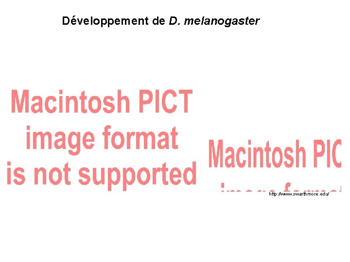 Développement de D. melanogaster http: //www. swarthmore. edu/ 