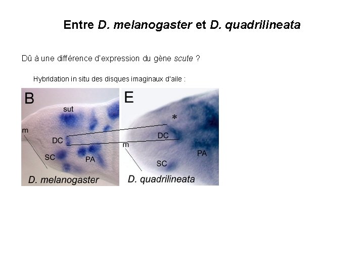 Entre D. melanogaster et D. quadrilineata Dû à une différence d’expression du gène scute