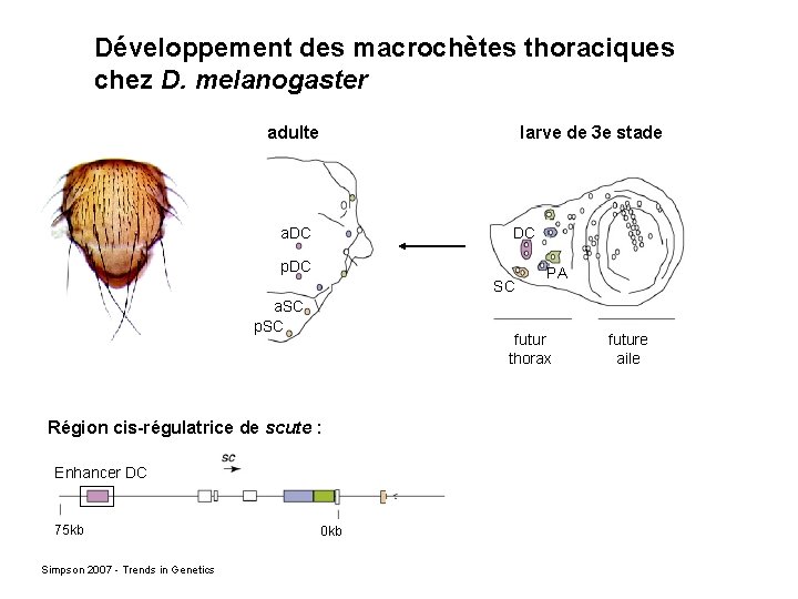 Développement des macrochètes thoraciques chez D. melanogaster adulte larve de 3 e stade a.