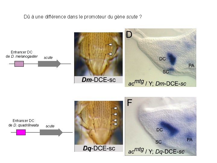 Dû à une différence dans le promoteur du gène scute ? Enhancer DC de