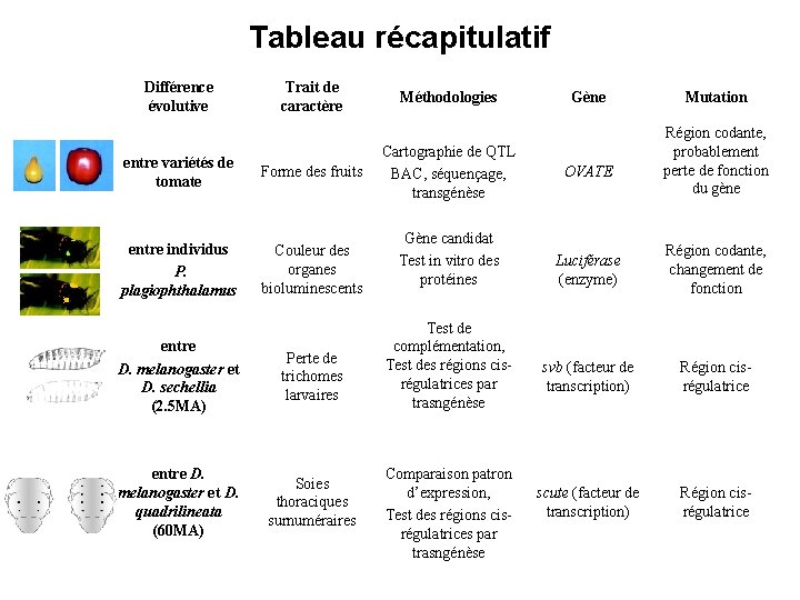 Tableau récapitulatif Différence évolutive Trait de caractère entre variétés de tomate Forme des fruits