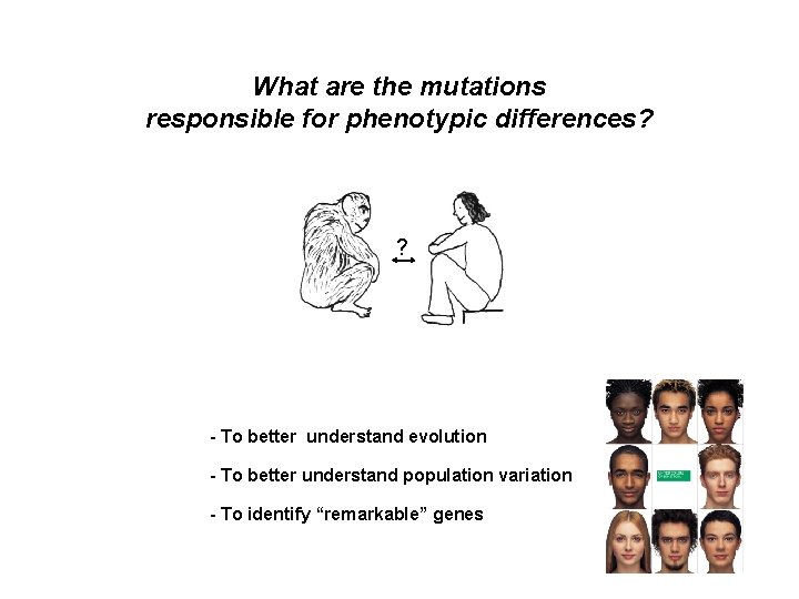 What are the mutations responsible for phenotypic differences? ? - To better understand evolution