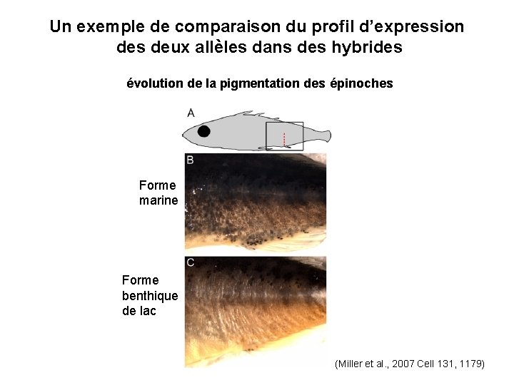 Un exemple de comparaison du profil d’expression des deux allèles dans des hybrides évolution